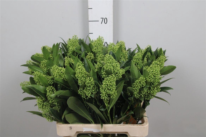 <h4>Skim C Kew Green Bs Xl</h4>