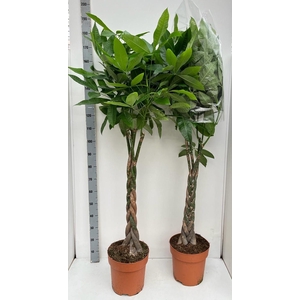 PACHIRA AQUATICA