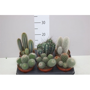 Cactus Gemengd