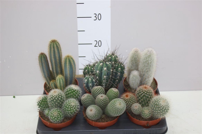<h4>Cactus Gemengd</h4>