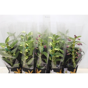 DENDROBIUM P12 PREMIUM