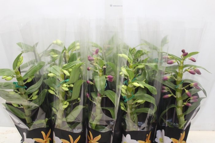 <h4>DENDROBIUM P12 PREMIUM</h4>