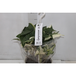 SYNGONIUM VARIEGATO C21