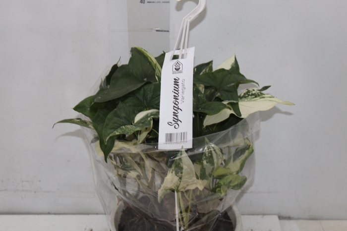 <h4>SYNGONIUM VARIEGATO C21</h4>