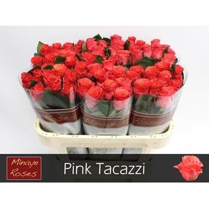 R GR PINK TACAZZI+