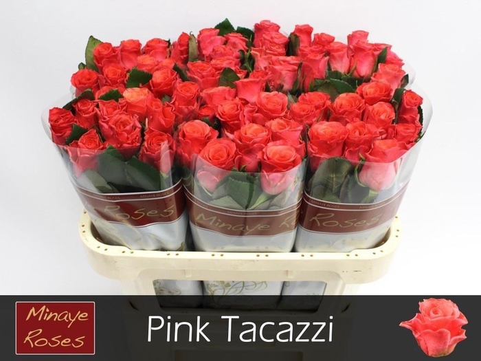 <h4>R GR PINK TACAZZI+</h4>