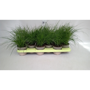 Carex brunnea