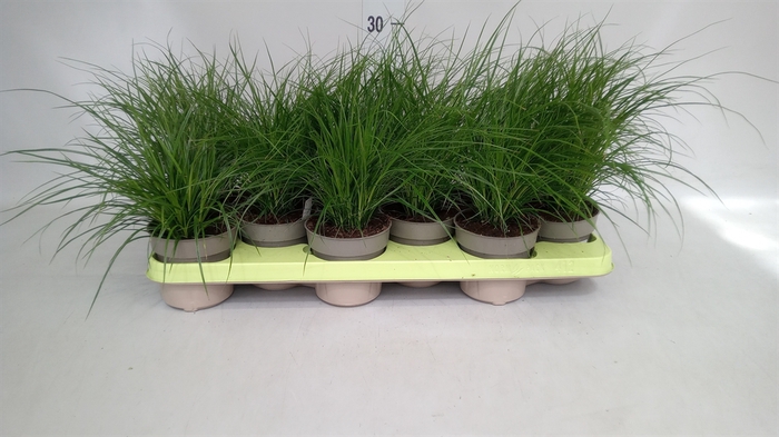 <h4>Carex brunnea</h4>
