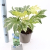 Fatsia japonica 'Spiders Web' P17 (2ltr)