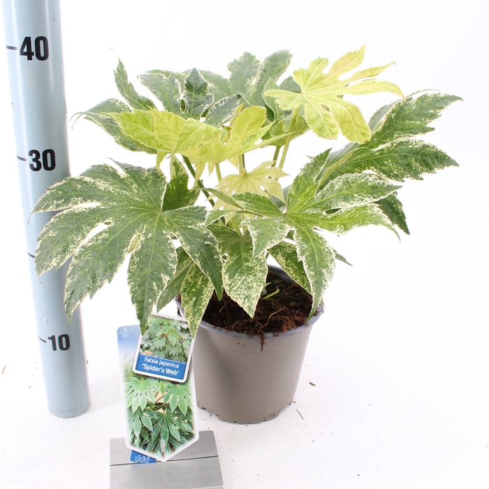 Fatsia japonica 'Spiders Web' P17 (2ltr)