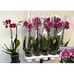 PHAL OV