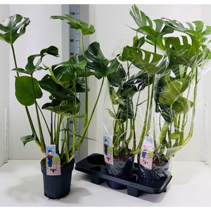 MONSTERA DELICIOSA