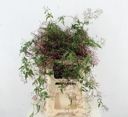 <h4>SNIJBLOEMEN OV</h4>