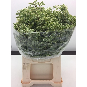 Pittosporum Ov