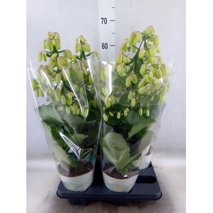 Kalanchoe  'Magic Bell'