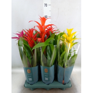Guzmania   ...mix