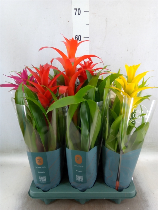 <h4>Guzmania   ...mix</h4>