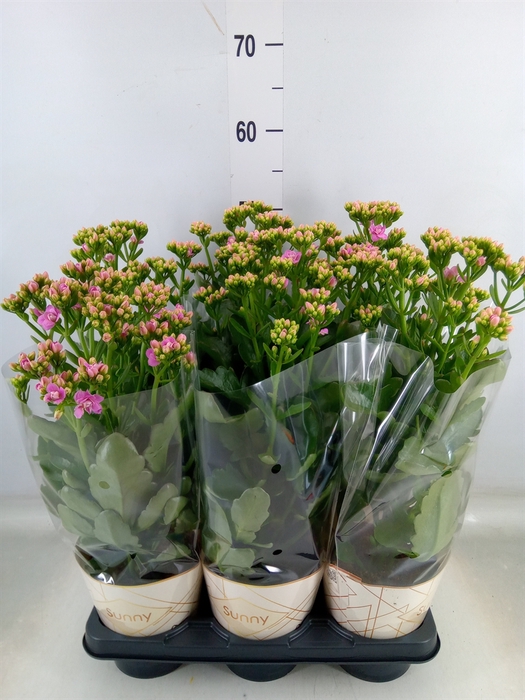 <h4>Kalanchoe  'RoseFlow Graceful Pink'</h4>