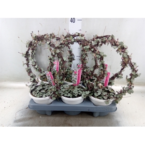 Ceropegia woodii 'Silver Glory'
