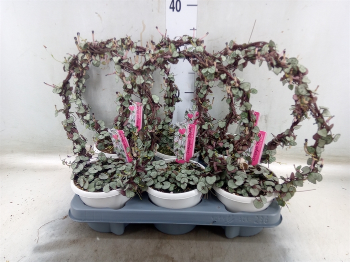 <h4>Ceropegia woodii 'Silver Glory'</h4>