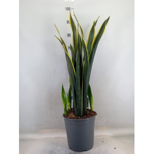 Sansevieria   ...