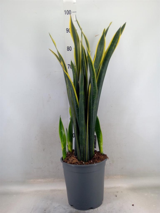 <h4>Sansevieria   ...</h4>