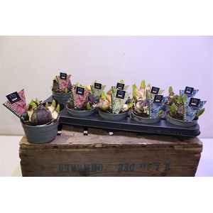 arr8 Hyacin Mult Gem 3 Kl