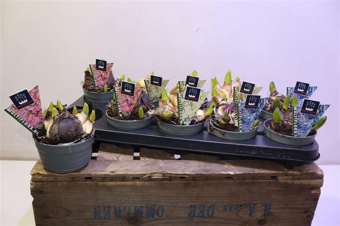 <h4>arr8 Hyacin Mult Gem 3 Kl</h4>