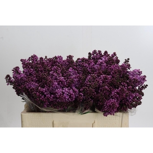 Lilac Vulg Dark Koster
