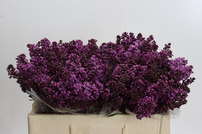 <h4>Lilac Vulg Dark Koster</h4>