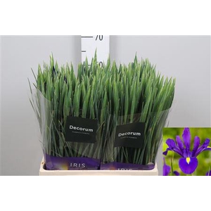 Iris Hong Kong