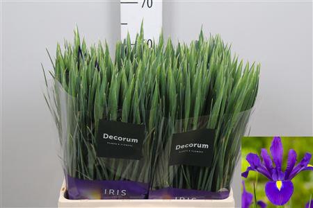 <h4>Iris Hong Kong</h4>