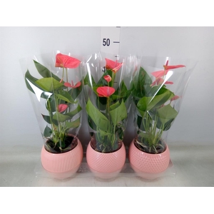 Anthurium  'Karma Pink'