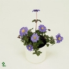 Anemone blanda