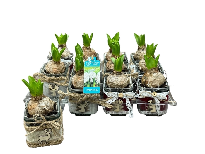 <h4>ARR HYACINTH</h4>