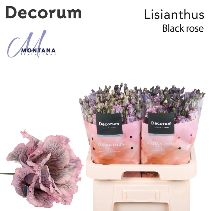 <h4>Lisianthus Dye Alissa black rose</h4>