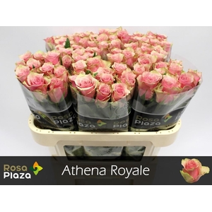 R GR ATHENA ROYALE