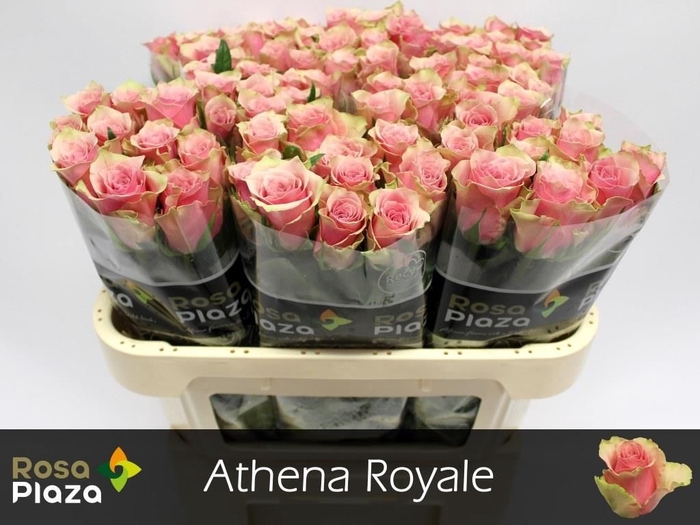 <h4>R GR ATHENA ROYALE</h4>
