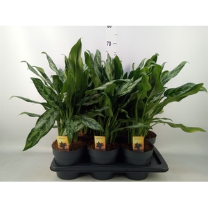Aglaonema   ...