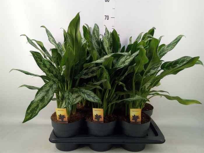 <h4>Aglaonema   ...</h4>
