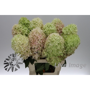 Hydrangea mag candle