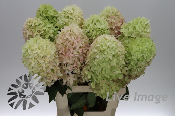 <h4>Hydrangea mag candle</h4>