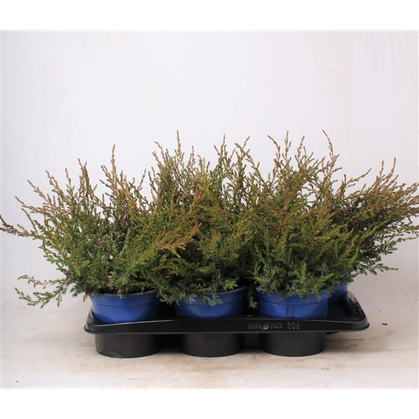 <h4>Juniperus communis 'Repanda'</h4>