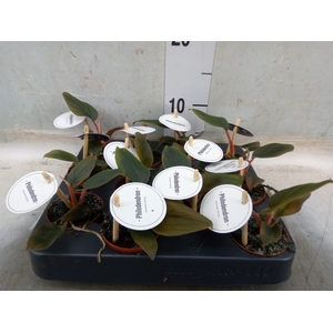 Philodendron   ...