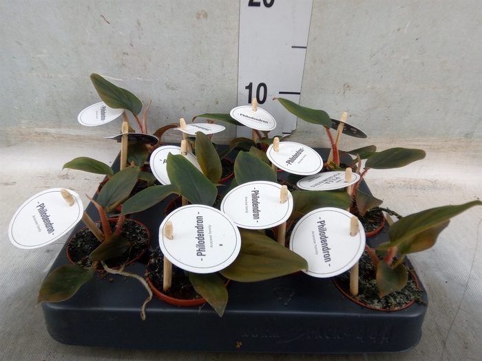 <h4>Philodendron   ...</h4>