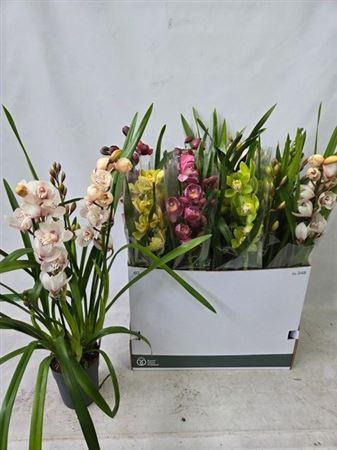 <h4>Cymb Gemengd 3 Tak</h4>