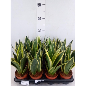 Sansevieria trifa.   ...