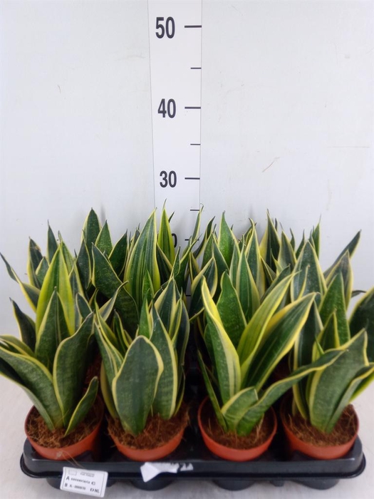 <h4>Sansevieria trifa.   ...</h4>