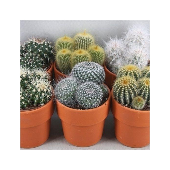 <h4>CACTUS GEM</h4>