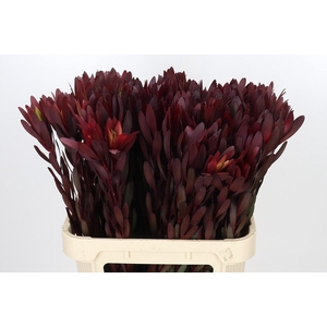 Leucadendron Saf Sunset Dark R.